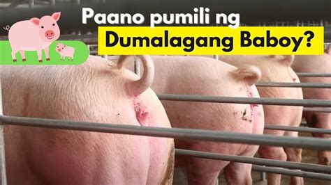 kinantot ang baboy